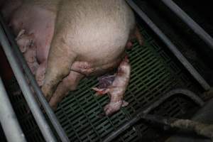 Farrowing crates - Australian pig farming - Captured at Lindham Piggery, Wild Horse Plains SA Australia.