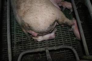 Farrowing crates - Australian pig farming - Captured at Lindham Piggery, Wild Horse Plains SA Australia.