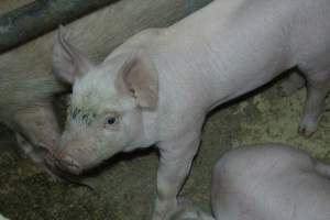 Farrowing crates - Australian pig farming - Captured at Blackwoods Piggery, Trafalgar VIC Australia.