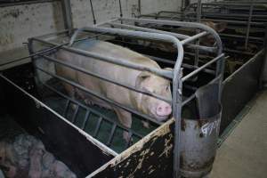 Farrowing crates - Australian pig farming - Captured at Lindham Piggery, Wild Horse Plains SA Australia.