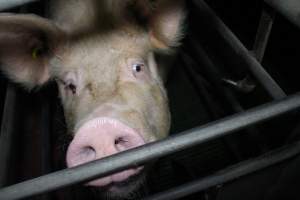 Farrowing crates - Australian pig farming - Captured at Lindham Piggery, Wild Horse Plains SA Australia.