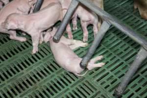 Farrowing crates - Australian pig farming - Captured at Lindham Piggery, Wild Horse Plains SA Australia.