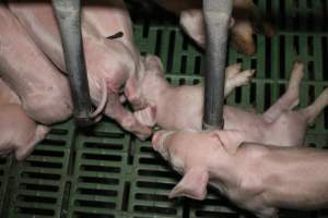 Farrowing crates - Australian pig farming - Captured at Lindham Piggery, Wild Horse Plains SA Australia.