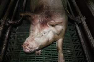 Sow covered in blood - Australian pig farming - Captured at Lindham Piggery, Wild Horse Plains SA Australia.