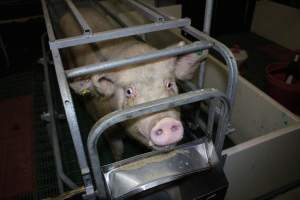 Farrowing crates - Australian pig farming - Captured at Lindham Piggery, Wild Horse Plains SA Australia.