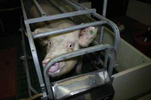 Farrowing crates - Australian pig farming - Captured at Lindham Piggery, Wild Horse Plains SA Australia.