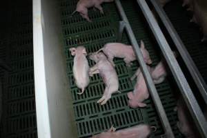 Farrowing crates - Australian pig farming - Captured at Lindham Piggery, Wild Horse Plains SA Australia.