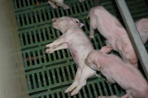 Farrowing crates - Australian pig farming - Captured at Lindham Piggery, Wild Horse Plains SA Australia.