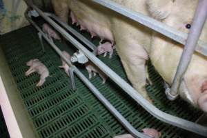 Farrowing crates - Australian pig farming - Captured at Lindham Piggery, Wild Horse Plains SA Australia.