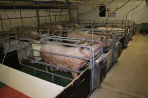 Farrowing crates - Australian pig farming - Captured at Lindham Piggery, Wild Horse Plains SA Australia.