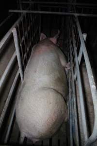 Sow stalls - Australian pig farming - Captured at Lindham Piggery, Wild Horse Plains SA Australia.