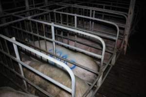 Sow with 'cull' spray-painted on her back - In sow stall - Captured at Lindham Piggery, Wild Horse Plains SA Australia.