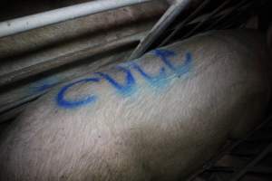 Sow with 'cull' spray-painted on her back - In sow stall - Captured at Lindham Piggery, Wild Horse Plains SA Australia.
