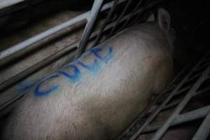 Sow with 'cull' spray-painted on her back - In sow stall - Captured at Lindham Piggery, Wild Horse Plains SA Australia.