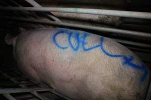 Sow with 'cull' spray-painted on her back - In sow stall - Captured at Lindham Piggery, Wild Horse Plains SA Australia.