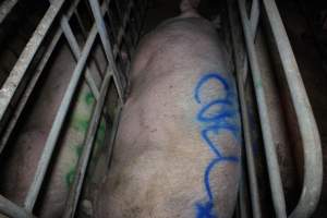 Sow with 'cull' spray-painted on her back - In sow stall - Captured at Lindham Piggery, Wild Horse Plains SA Australia.