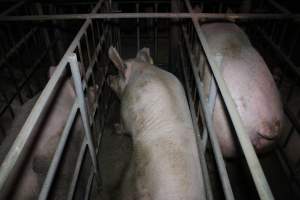 Sow stalls - Australian pig farming - Captured at Lindham Piggery, Wild Horse Plains SA Australia.