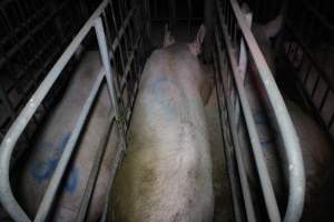 Sow stalls - Australian pig farming - Captured at Lindham Piggery, Wild Horse Plains SA Australia.