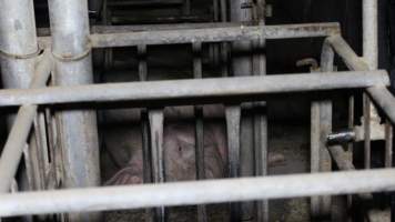 Sow stalls - Australian pig farming - Captured at Lindham Piggery, Wild Horse Plains SA Australia.