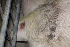 Farrowing crates - Australian pig farming - Captured at Lindham Piggery, Wild Horse Plains SA Australia.