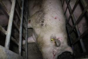 Sow stalls - Australian pig farming - Captured at Lindham Piggery, Wild Horse Plains SA Australia.