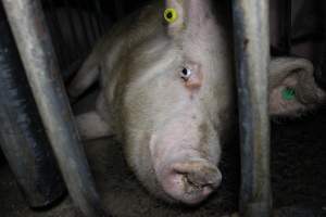 Sow stalls - Australian pig farming - Captured at Lindham Piggery, Wild Horse Plains SA Australia.