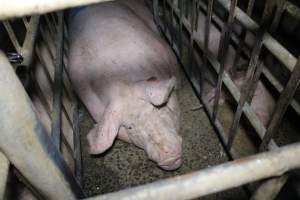 Sow stalls - Australian pig farming - Captured at Lindham Piggery, Wild Horse Plains SA Australia.