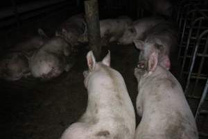 Group sow housing - Australian pig farming - Captured at Lindham Piggery, Wild Horse Plains SA Australia.