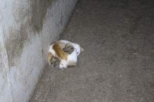 Cat in walkway - Australian pig farming - Captured at Lindham Piggery, Wild Horse Plains SA Australia.