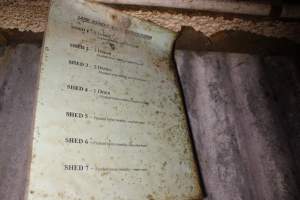 Lake Albert Flushing Program - Australian pig farming - Captured at Lake Albert Piggery, Poltalloch SA Australia.