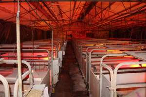 Farrowing crates - Australian pig farming - Captured at Lake Albert Piggery, Poltalloch SA Australia.
