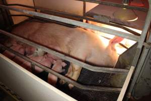 Farrowing crates - Australian pig farming - Captured at Lake Albert Piggery, Poltalloch SA Australia.