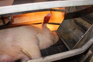 Farrowing crates - Australian pig farming - Captured at Lake Albert Piggery, Poltalloch SA Australia.