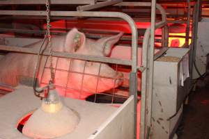 Farrowing crates - Australian pig farming - Captured at Lake Albert Piggery, Poltalloch SA Australia.