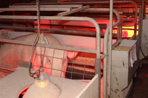 Farrowing crates - Australian pig farming - Captured at Lake Albert Piggery, Poltalloch SA Australia.