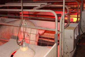 Farrowing crates - Australian pig farming - Captured at Poltalloch Piggery, Poltalloch SA Australia.