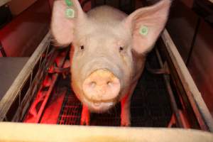 Farrowing crates - Australian pig farming - Captured at Lake Albert Piggery, Poltalloch SA Australia.