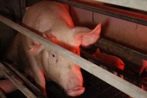 Farrowing crates - Australian pig farming - Captured at Lake Albert Piggery, Poltalloch SA Australia.