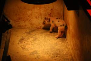 Farrowing crates - Australian pig farming - Captured at Lake Albert Piggery, Poltalloch SA Australia.