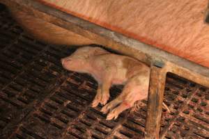 Farrowing crates - Australian pig farming - Captured at Poltalloch Piggery, Poltalloch SA Australia.