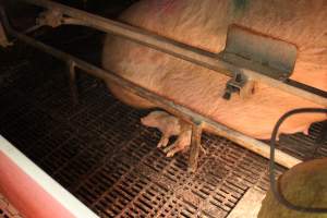Farrowing crates - Australian pig farming - Captured at Poltalloch Piggery, Poltalloch SA Australia.