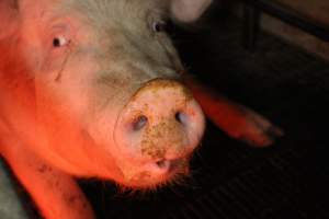 Farrowing crates - Australian pig farming - Captured at Poltalloch Piggery, Poltalloch SA Australia.