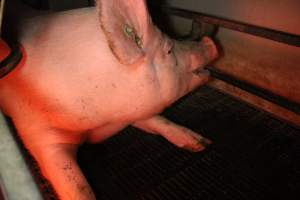 Farrowing crates - Australian pig farming - Captured at Poltalloch Piggery, Poltalloch SA Australia.