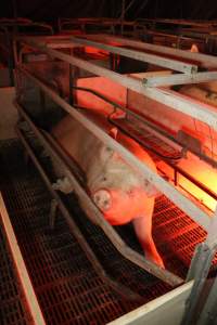 Farrowing crates - Australian pig farming - Captured at Lake Albert Piggery, Poltalloch SA Australia.