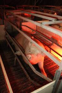 Farrowing crates - Australian pig farming - Captured at Poltalloch Piggery, Poltalloch SA Australia.