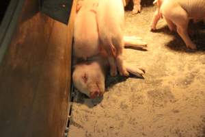 Farrowing crates - Australian pig farming - Captured at Lake Albert Piggery, Poltalloch SA Australia.