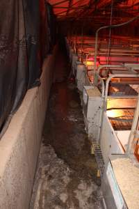 Farrowing crates - Australian pig farming - Captured at Lake Albert Piggery, Poltalloch SA Australia.