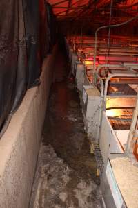 Farrowing crates - Australian pig farming - Captured at Poltalloch Piggery, Poltalloch SA Australia.