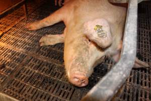 Farrowing crates - Australian pig farming - Captured at Lake Albert Piggery, Poltalloch SA Australia.
