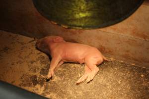 Farrowing crates - Australian pig farming - Captured at Poltalloch Piggery, Poltalloch SA Australia.